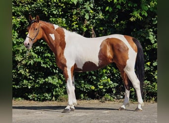 Poolse rijpaard, Merrie, 5 Jaar, 155 cm, Gevlekt-paard