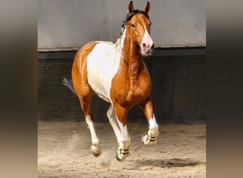 Poolse rijpaard, Merrie, 5 Jaar, 155 cm, Gevlekt-paard