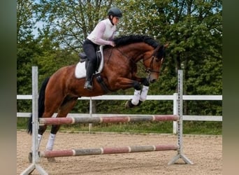Poolse rijpaard, Merrie, 5 Jaar, 167 cm, Bruin