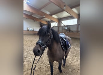 Poolse rijpaard, Merrie, 6 Jaar, 130 cm, Bruin