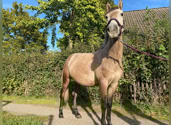 Poolse rijpaard, Merrie, 6 Jaar, 137 cm, Schimmel