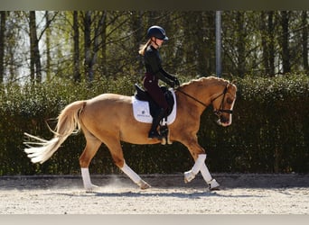 Poolse rijpaard, Merrie, 6 Jaar, 145 cm, Palomino