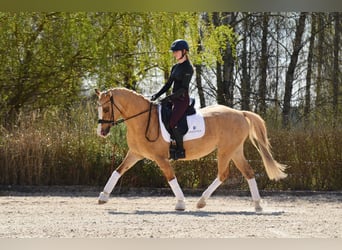 Poolse rijpaard, Merrie, 6 Jaar, 145 cm, Palomino