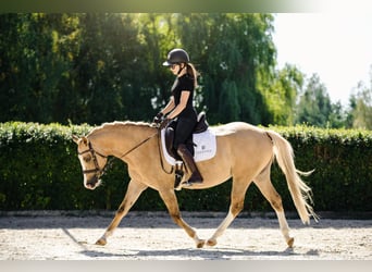 Poolse rijpaard, Merrie, 6 Jaar, 145 cm, Palomino
