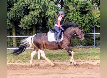 Poolse rijpaard Mix, Merrie, 6 Jaar, 150 cm, Gevlekt-paard
