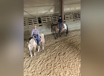 Poolse rijpaard, Ruin, 10 Jaar, 150 cm, Appaloosa