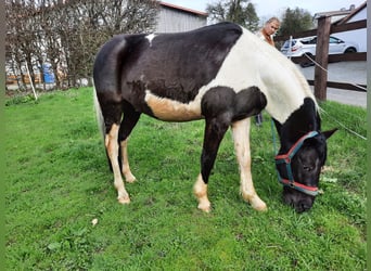 Poolse rijpaard, Ruin, 11 Jaar, 148 cm, Gevlekt-paard