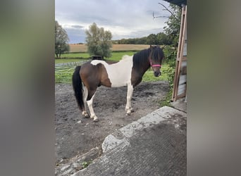 Poolse rijpaard, Ruin, 14 Jaar, 130 cm, Gevlekt-paard