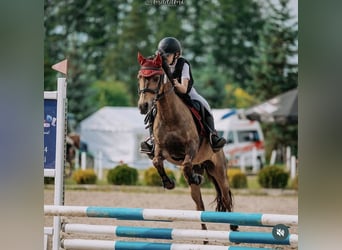 Poolse rijpaard, Ruin, 16 Jaar, 135 cm, Donkerbruin