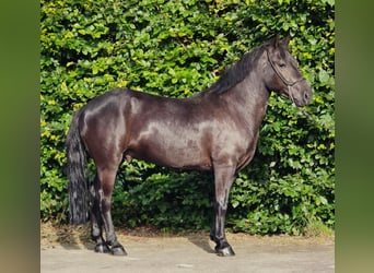 Poolse rijpaard, Ruin, 3 Jaar, 148 cm, Zwart