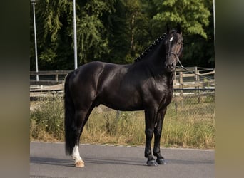 Poolse rijpaard, Ruin, 3 Jaar, 167 cm, Zwart