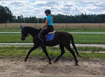 Poolse rijpaard Mix, Ruin, 4 Jaar, 152 cm, Zwartbruin