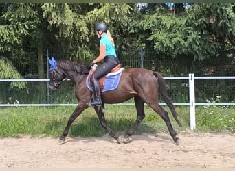 Poolse rijpaard Mix, Ruin, 4 Jaar, 152 cm, Zwartbruin