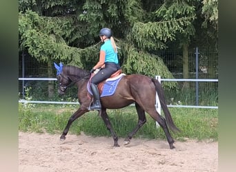 Poolse rijpaard Mix, Ruin, 4 Jaar, 152 cm, Zwartbruin