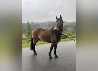 Poolse rijpaard, Ruin, 4 Jaar, 155 cm, Bruin