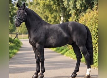 Poolse rijpaard, Ruin, 4 Jaar, 170 cm, Zwart