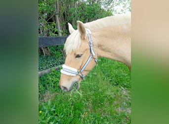 Poolse rijpaard, Ruin, 5 Jaar, 147 cm, Palomino