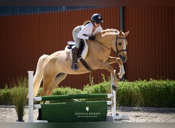 Poolse rijpaard, Ruin, 5 Jaar, 153 cm, Palomino