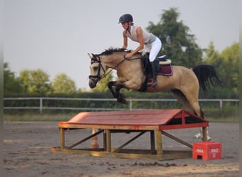 Poolse rijpaard, Ruin, 6 Jaar, 144 cm, Falbe