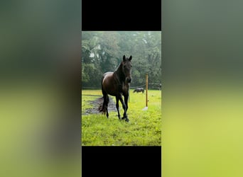 Portugalski koń sportowy, Klacz, 11 lat, 150 cm, Ciemnogniada