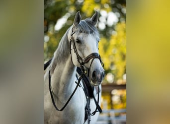 Portugalski koń sportowy, Klacz, 14 lat, 165 cm, Siwa jabłkowita