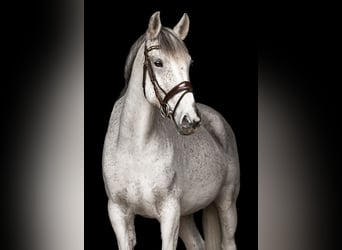 Portugalski koń sportowy, Klacz, 16 lat, 160 cm, Siwa