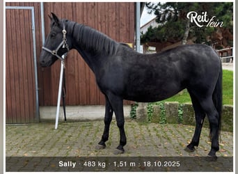 Portugalski koń sportowy Mix, Klacz, 21 lat, 151 cm, Kara