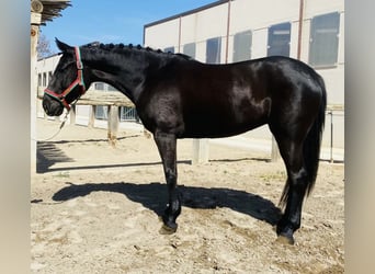 Portugalski koń sportowy, Klacz, 5 lat, 163 cm, Kara