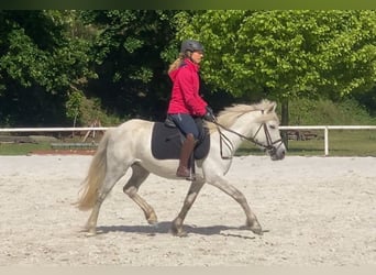 Portugalski koń sportowy, Klacz, 8 lat, 140 cm, Siwa