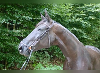 Portugalski koń sportowy, Klacz, 9 lat, 168 cm, Kara