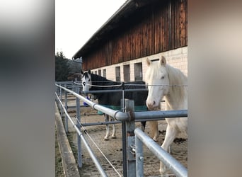Portugalski koń sportowy Mix, Ogier, 11 lat, 155 cm, Cremello