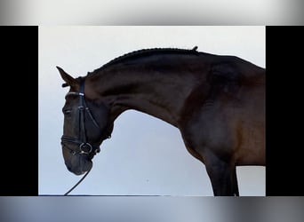 Portugalski koń sportowy, Ogier, 11 lat, 164 cm, Gniada