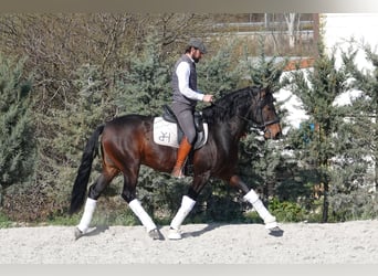 Portugalski koń sportowy Mix, Ogier, 4 lat, 161 cm, Gniada