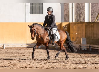 Portugalski koń sportowy, Ogier, 9 lat, 135 cm, Ciemnogniada