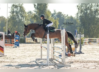 Portugalski koń sportowy, Wałach, 17 lat, 167 cm, Gniada