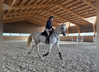 Portugalski koń sportowy Mix, Wałach, 10 lat, 160 cm, Siwa