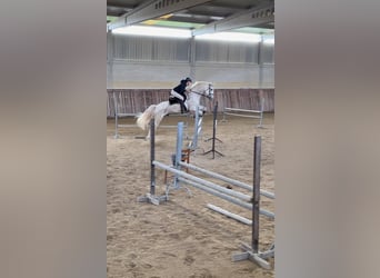 Portugalski koń sportowy Mix, Wałach, 10 lat, 160 cm, Siwa