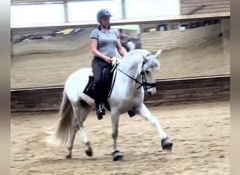 Portugalski koń sportowy, Wałach, 10 lat, 160 cm, Siwa