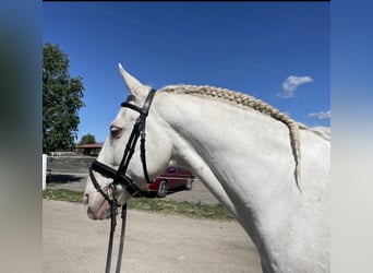 Portugalski koń sportowy Mix, Wałach, 13 lat, 158 cm, Cremello