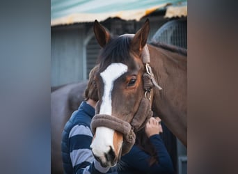 Portugalski koń sportowy, Wałach, 15 lat, 167 cm, Gniada