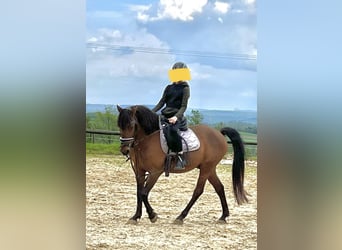 Portugalski koń sportowy Mix, Wałach, 16 lat, 142 cm, Gniada