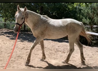 Portugalski koń sportowy Mix, Wałach, 16 lat, 153 cm, Siwa jabłkowita