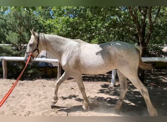 Portugalski koń sportowy Mix, Wałach, 16 lat, 153 cm, Siwa jabłkowita