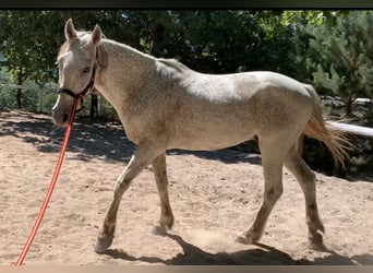 Portugalski koń sportowy Mix, Wałach, 17 lat, 153 cm, Siwa jabłkowita