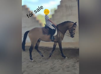 Portugalski koń sportowy Mix, Wałach, 3 lat, 160 cm, Bułana