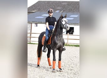 Portugalski koń sportowy, Wałach, 4 lat, 149 cm, Może być siwy