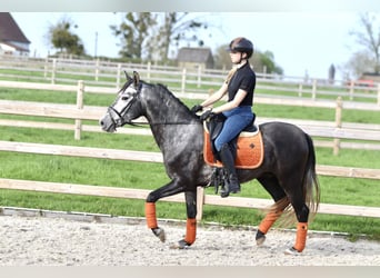Portugalski koń sportowy, Wałach, 4 lat, 149 cm, Może być siwy