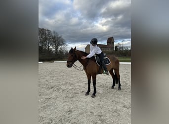Portugalski koń sportowy Mix, Wałach, 5 lat, 148 cm, Gniada