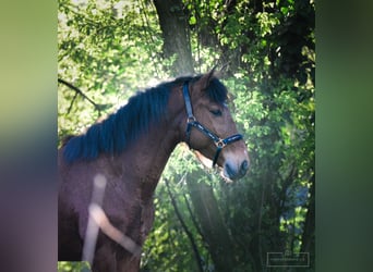 Portugalski koń sportowy, Wałach, 6 lat, 150 cm, Gniada