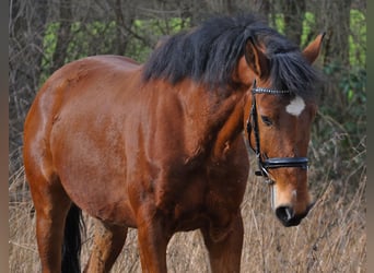 Portugalski koń sportowy, Wałach, 6 lat, 150 cm, Gniada